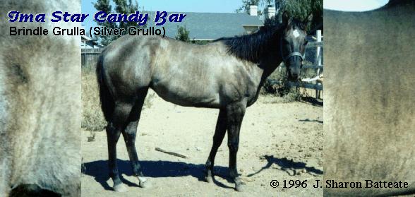 Candy - Star's daughter