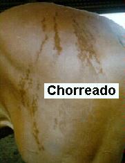 Picture of a Brindle Horse