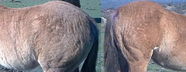 Photos by Janelle Johnson