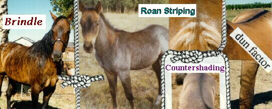 Pictures of Striped Horses